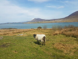 moutons achill island irlande